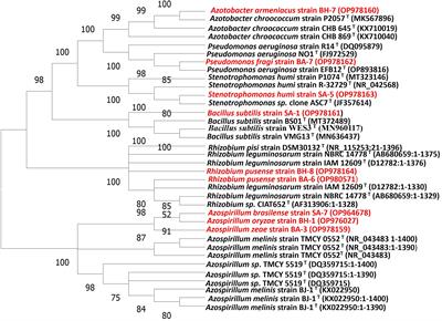 Characterizing indigenous plant growth promoting bacteria and their synergistic effects with organic and chemical fertilizers on wheat (Triticum aestivum)